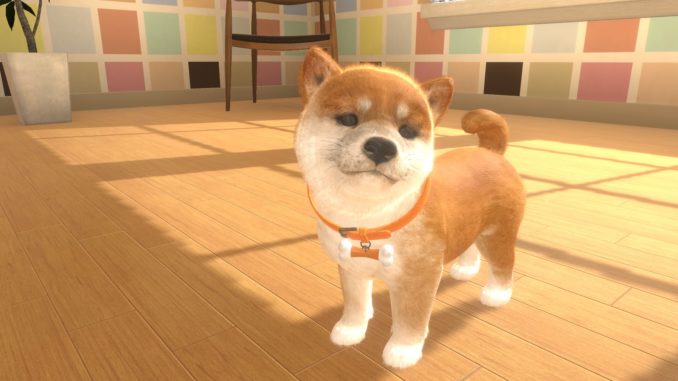kantele_room_shiba2