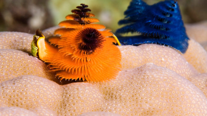 007_WOTS3D_XmasTreeWormsOrange_Fiji