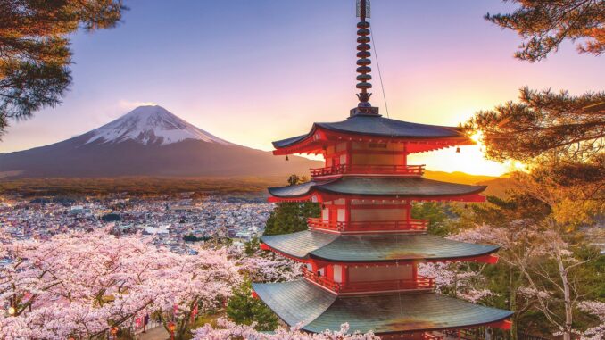 Kirschblüten in Japan